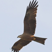 Black Kite